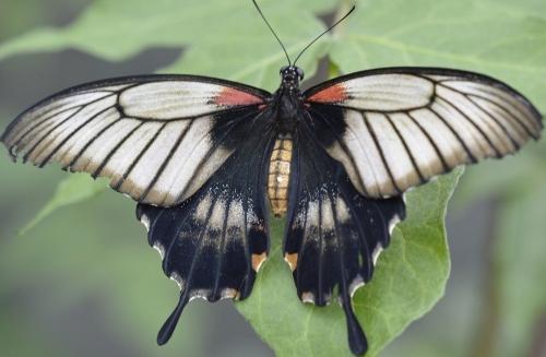 Papilio sp.